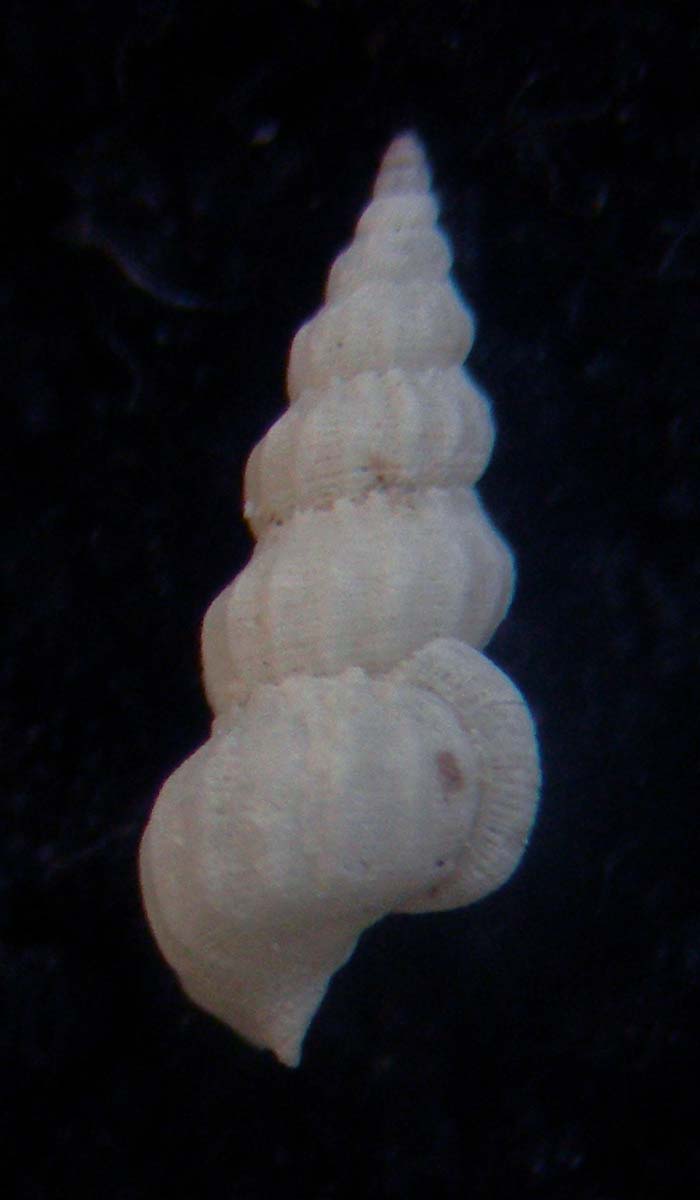 opalia hellenica?